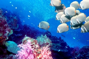 高清海洋  海底水产海鱼