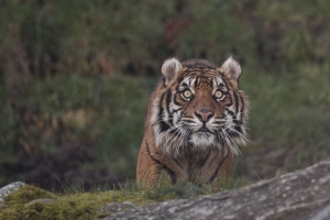 老虎 动物 捕食者 大猫 浏览 4k壁纸 3840x2160