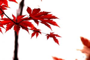 红叶高清PNG透明漂浮元素叶子设计素材免费下载