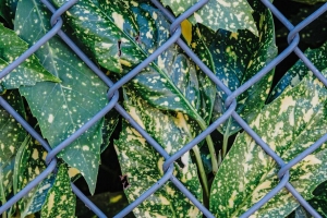 树叶 植物 网格 金属 4k壁纸 3840x2160