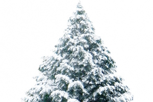 冬季冰雪树木素材