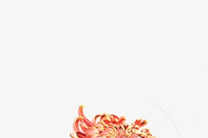 粉色的菊花