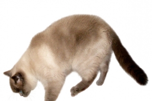 猫咪跳下的猫咪