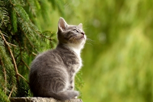 猫 叶子 户外 仰望 4K壁纸