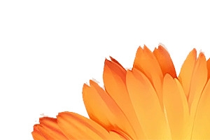 花瓣