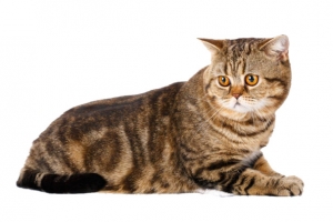 可爱小花猫
