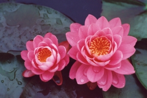 粉红色花瓣花蕊花朵