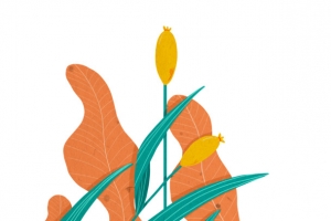 手绘植物插画PNG素材