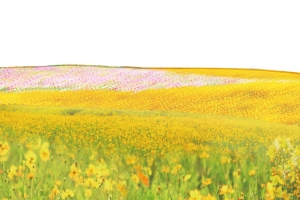 春游郊游油菜花地高清PNG透明背景摄影风景设计素材免费下载