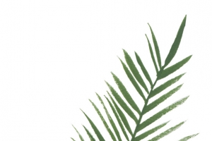 手绘装饰花草免抠素材
