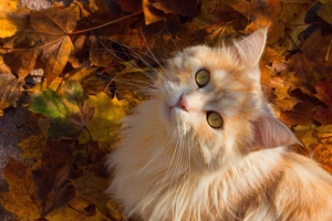 猫 秋天 生姜猫6K壁纸