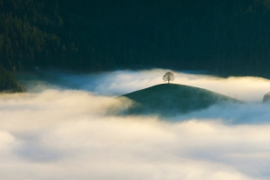 树木 森林 山丘 云雾 自然风景4k壁纸