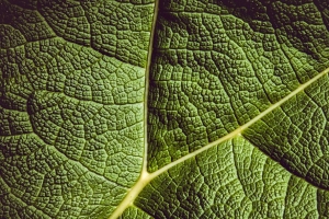 叶子 罗纹 叶脉 绿色 植物 4k壁纸 3840x2160