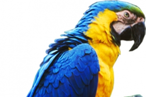 夏日活动海报鸟效果设计