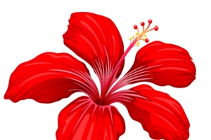 一朵小红花