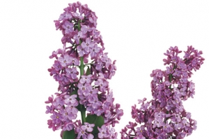 丁香花