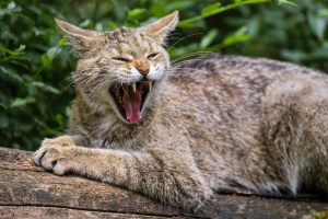 猫 咧嘴笑 宠物 獠牙 日志 4k壁纸 3840x2160