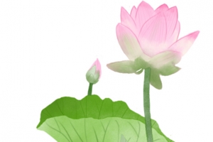 古风荷花手绘插画