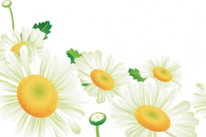 菊花矢量图