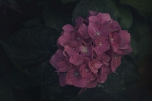 花 花序 粉红色 开花 植物 4k壁纸 3840x2160