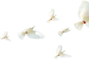 鸽子一群鸽子飞翔