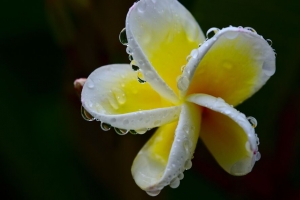 李子 花 白色 黄色 微距 植物 4k壁纸 3840x2160