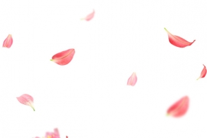 花朵漂浮