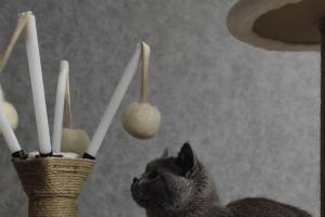 一只渴望外面世界的猫咪