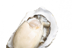 带壳鲜活海蛎