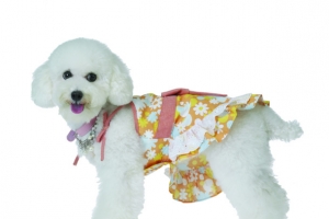 穿裙子的比熊犬
