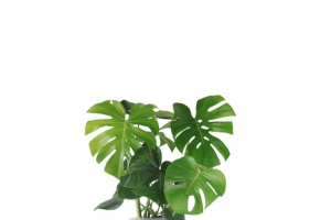 龟背竹绿植盆栽