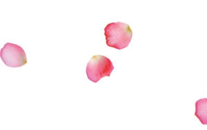 粉色玫瑰花瓣飘舞