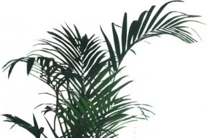 手绘盆栽个性植物