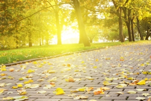 秋天落叶树林唯美背景banner