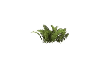 森林草丛