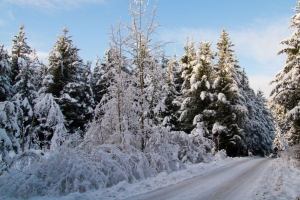 道路 树木 森林 雪 冬季 4k壁纸 3840x2160