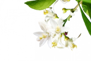 柠檬花枝条1