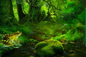 热带雨林风景
