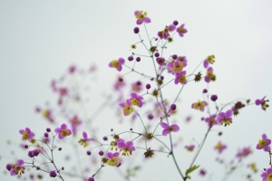 黄色花蕊紫色小花图片