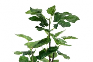 翠绿的新鲜个性植物