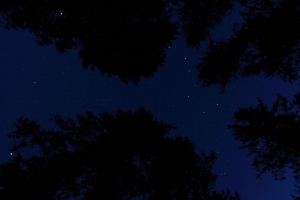 星空 树木 夜晚 仰视 4k壁纸 3840x2160