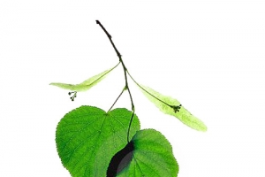 菩提树叶图片素材
