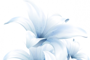 白色花朵花瓣水仙花