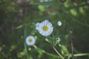 纯白的小雏菊
