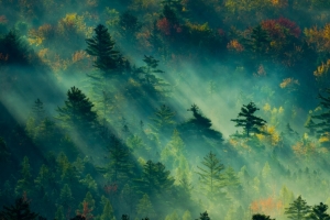 阳光森林风景3440x1440带鱼屏壁纸