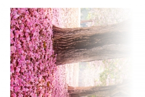 樱花树景色