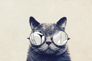 酷 猫 黑白色调 高清壁纸