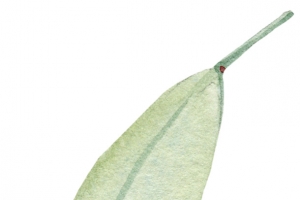 叶子，玫瑰花叶，蛋糕装饰，手绘叶
