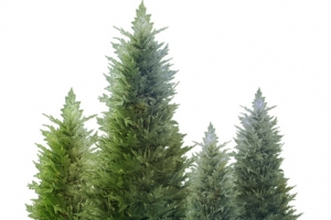 绿草 小草png素材