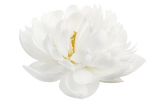 白莲花洁白无暇